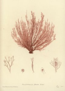 英国海草（自然印刷） 作者 英语学校